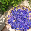 Fleurs séchées de Bleuet - Livraison fleurs séchées en ligne France