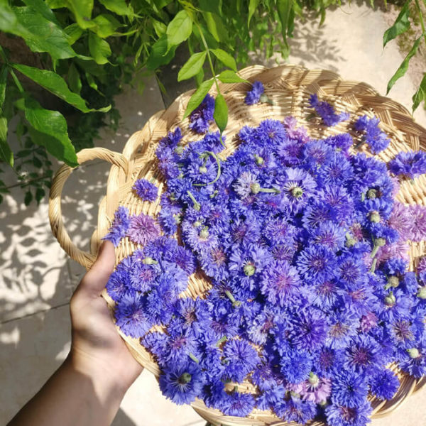 Fleurs séchées de Bleuet - Livraison fleurs séchées en ligne France