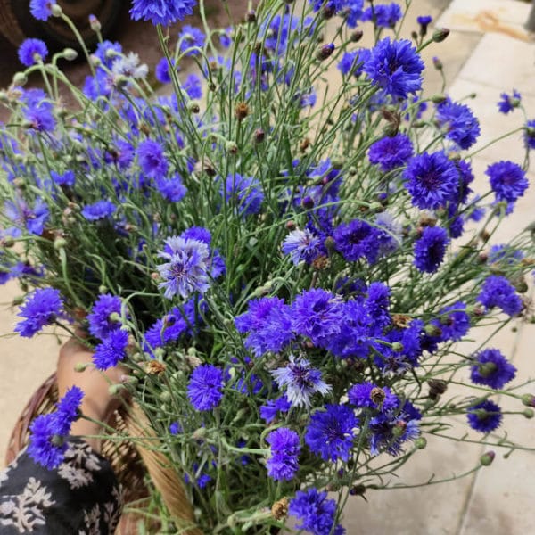 Fleurs séchées de Bleuet - Livraison fleurs séchées en ligne France