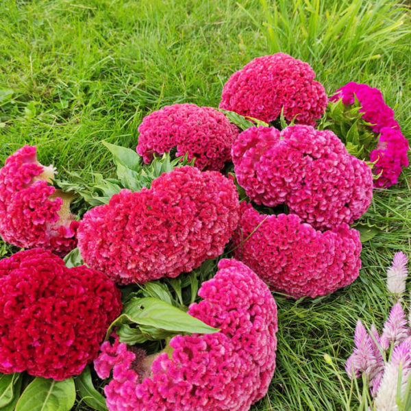 Fleurs séchées de Célosie King Corail - Livraison fleurs séchées en ligne