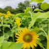 Nos fleurs sont cultivées en France dans notre ferme florale en plein cœur du Berry à Chezal-Benoît. Nous produisons des variétés de fleurs spécifiquement appropriées aux bouquets séchés et compositions durables. Grâce à un mode de culture sain (permaculture biologique), nous n’utilisons aucuns agents chimiques ou techniques motorisées polluantes. Nous faisons pousser, cueillions et séchons l'ensemble de nos végétaux à la main pour vous offrir un résultat de qualité pour vos arrangements floraux tout en valorisant une démarche écologique !