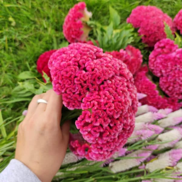 Fleurs séchées de Célosie King Corail - Livraison fleurs séchées en ligne