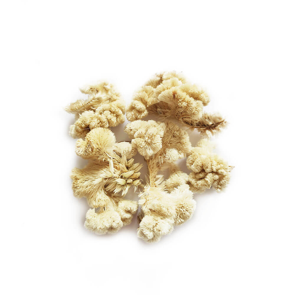 Fleurs de Célosie Andréa Verte - Réalisez vos bougies DIY