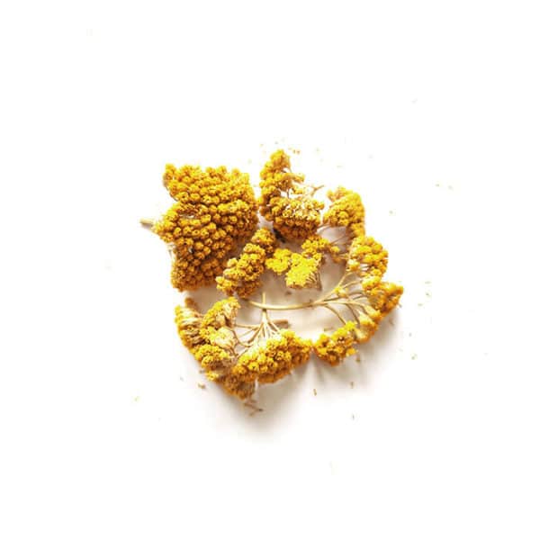 Fleurs séchées d'Achillée Jaune - Réalisez vos bougie DIY
