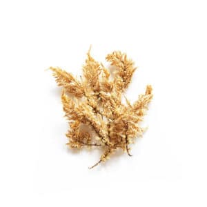 fleurs-sechees-celosie-plume-jaune