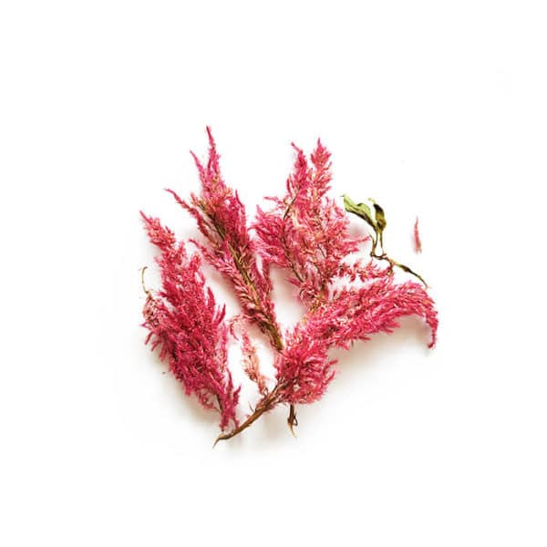 Fleurs séchées de Célosie Plumeuse Rose - Réalisez vos bougies DIY
