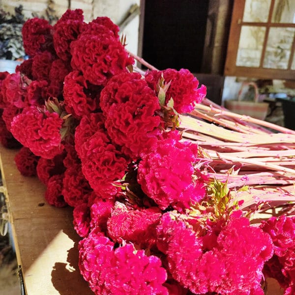 Fleurs de Célosie Rose - Réalisez vos bougie DIY - KIT BOUGIE DIY