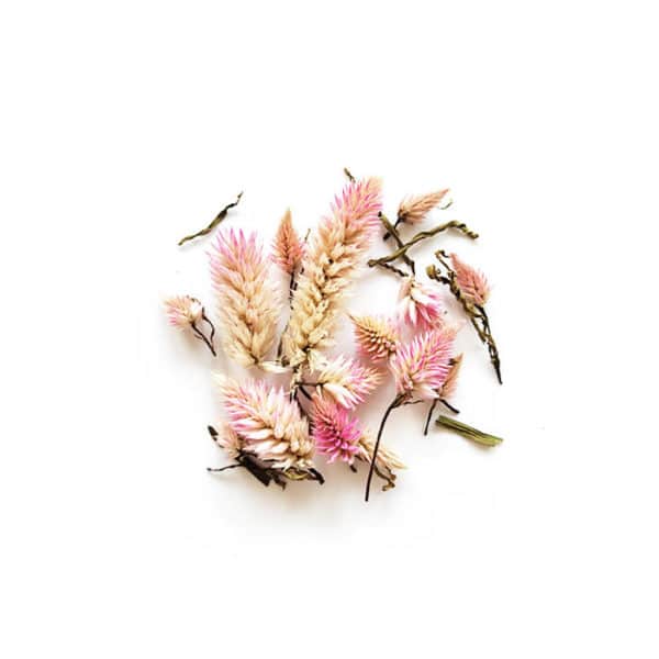 Fleurs séchées de Célosie Flamingo - Réalisez vos bougie DIY
