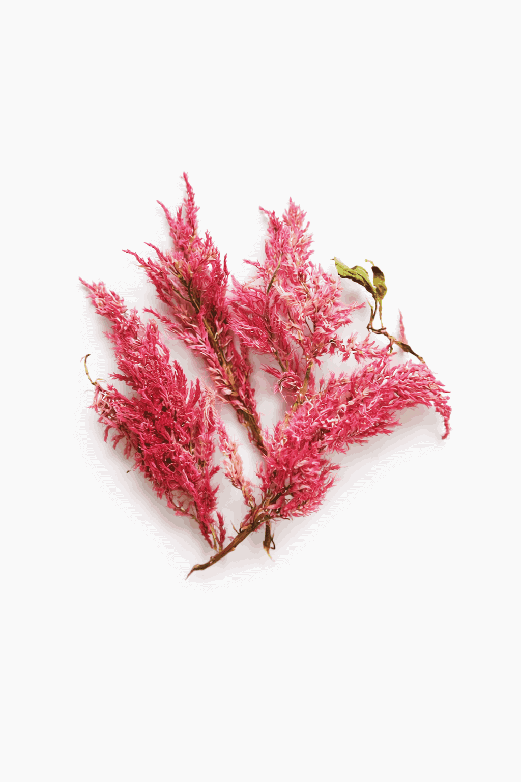 vrac-celosie-plume-rose