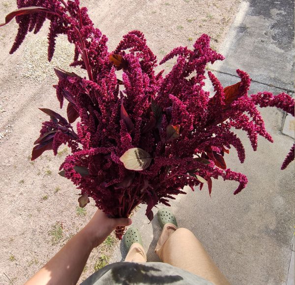 Amarante Rouge Paniculée - Vente fleurs séchées FRANCE