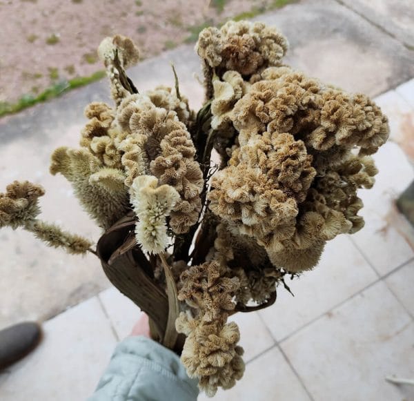 Fleurs séchées Célosie crête de Coq Verte - Vente fleurs séchées