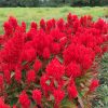 Célosie Plume Rouge - Vente fleurs séchées en ligne FRANCE