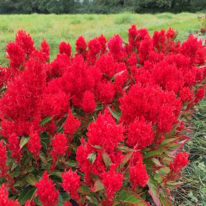 Célosie Plume Rouge - Vente fleurs séchées en ligne FRANCE