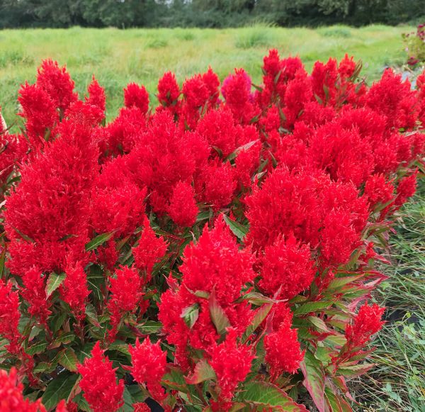 Célosie Plume Rouge - Vente fleurs séchées en ligne FRANCE