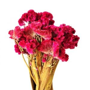 Fleurs séchées Célosie crête de Coq Rose - Vente fleurs séchées