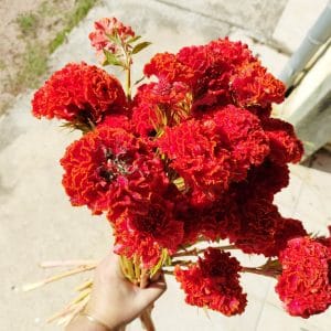 Fleurs séchées Célosie crête de Coq Rouge - Vente fleurs séchées