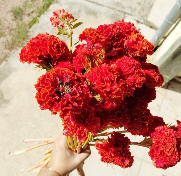 Fleurs séchées Célosie crête de Coq Rouge - Vente fleurs séchées
