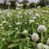 Fleurs séchées de Gomphrena Blanc - Vente fleurs séchées en ligne