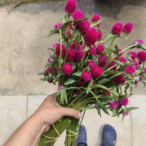 Fleurs séchées de Gomphrena Carmin - Vente fleurs séchées en ligne