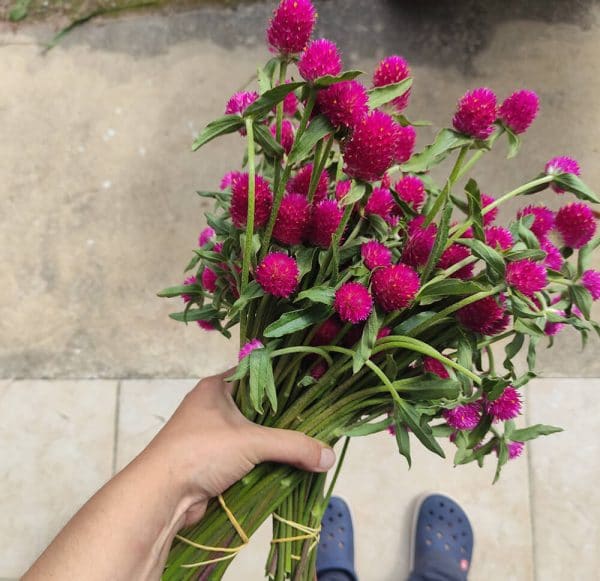 Fleurs séchées de Gomphrena Carmin - Vente fleurs séchées en ligne