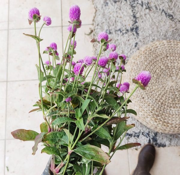 Fleurs séchées de Gomphrena Rose - Vente fleurs séchées en ligne