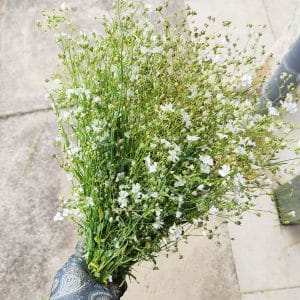 Fleurs séchées de Gypsophile Blanc - Vente fleurs séchées FRANCE