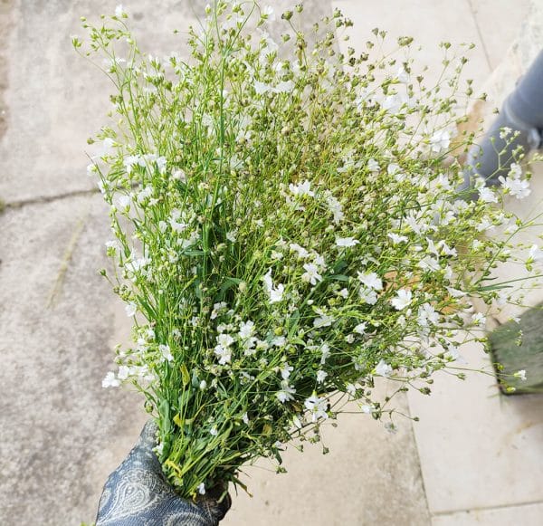 Fleurs séchées de Gypsophile Blanc - Vente fleurs séchées FRANCE