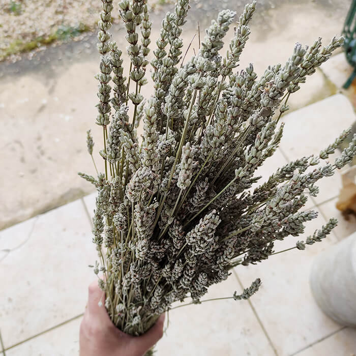 Fleurs de Lavande séchées - Vente fleurs séchées en ligne FRANCE