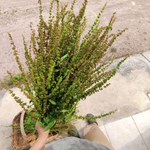 Fleurs séchées d'Oseille Sauvage - Vente fleurs séchées FRANCE