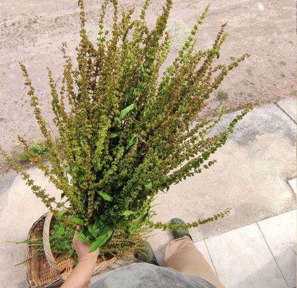 Fleurs séchées d'Oseille Sauvage - Vente fleurs séchées FRANCE