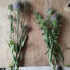 Fleurs séchées de Cardère sauvage - Vente fleurs séchées en ligne