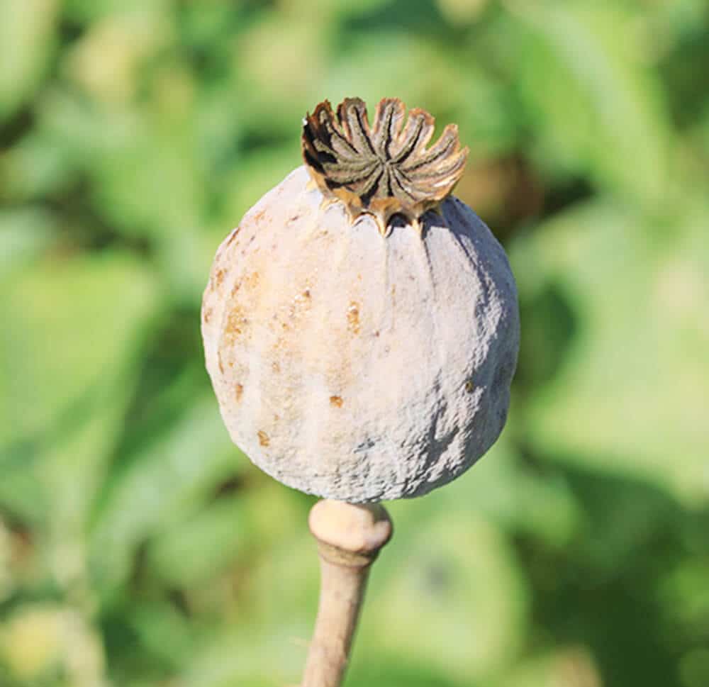 Capsules de pavot somnifère - Vente fleurs séchées FRANCE