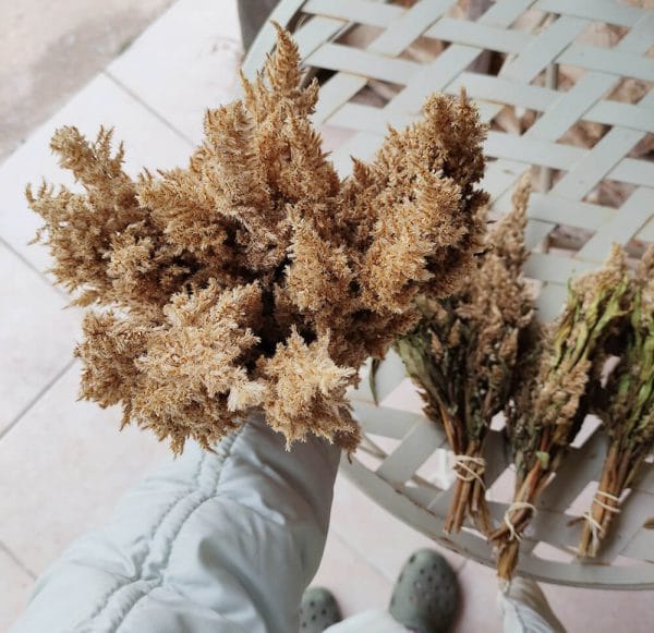 Célosie Plume Jaune - Vente fleurs séchées en ligne FRANCE