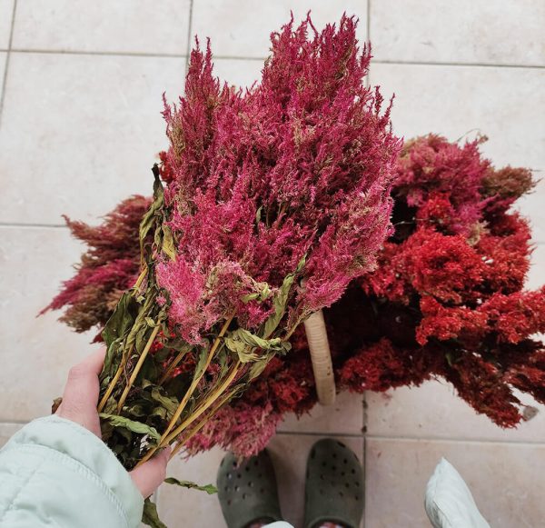 Célosie Plume Rose - Vente fleurs séchées en ligne FRANCE