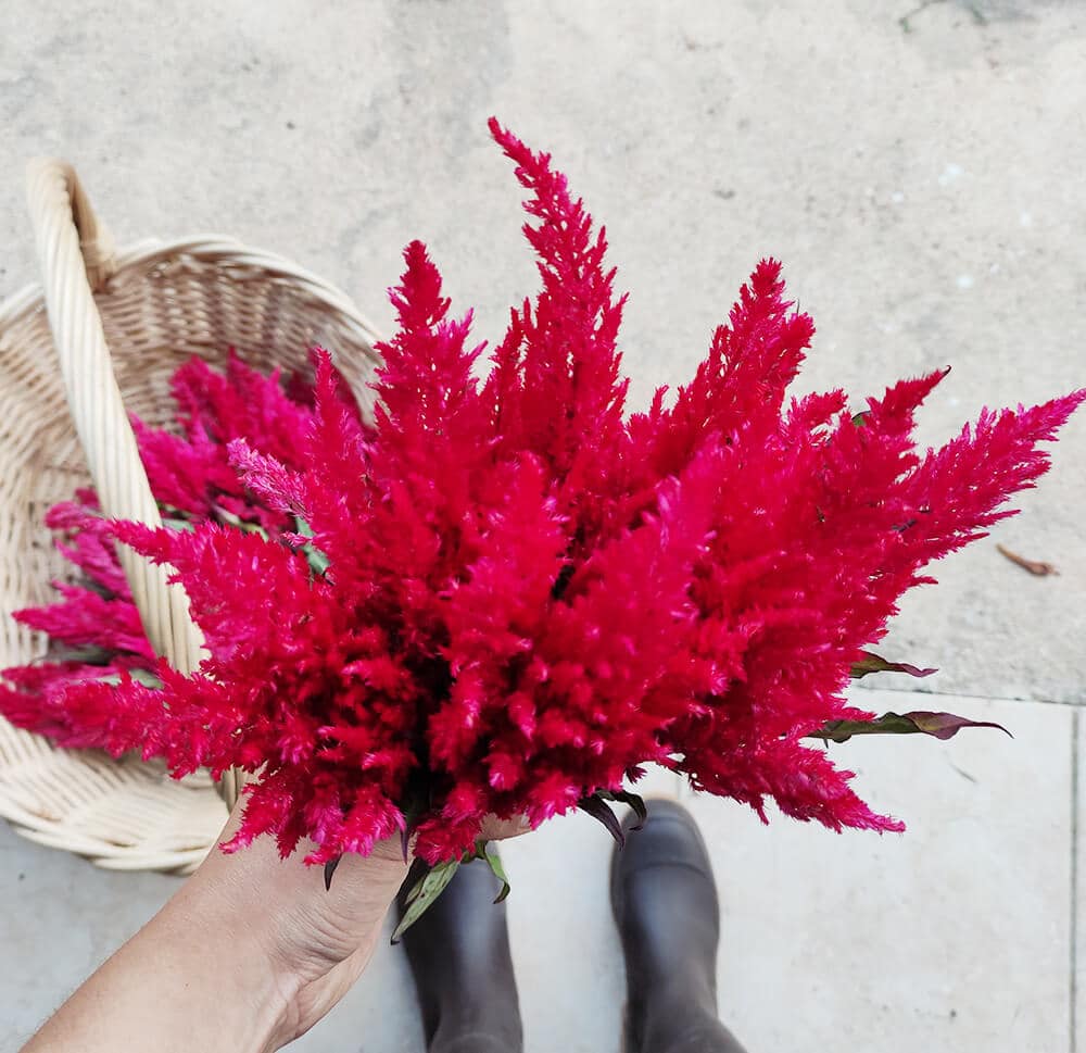 Célosie Plume Rose - Vente fleurs séchées en ligne FRANCE