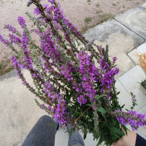 Fleurs séchées de Salicaire - Vente fleurs séchées en ligne FRANCE