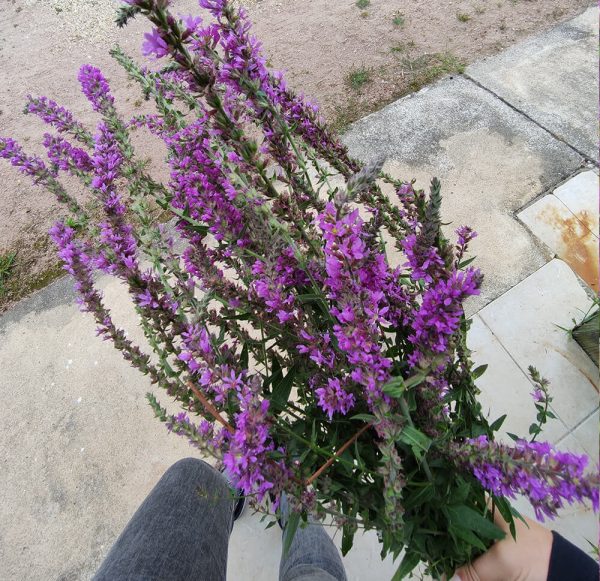 Fleurs séchées de Salicaire - Vente fleurs séchées en ligne FRANCE