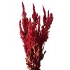 Amarante Rouge Paniculée - Vente fleurs séchées FRANCE