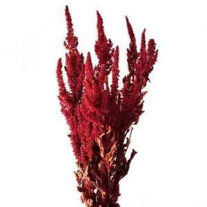 Amarante Rouge Paniculée - Vente fleurs séchées FRANCE