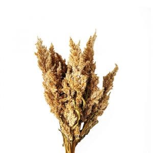 Célosie Plume Jaune - Vente fleurs séchées en ligne FRANCE
