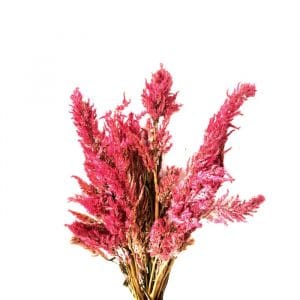 Célosie Plume Rose - Vente fleurs séchées en ligne FRANCE