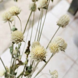 Fleurs séchées de Gomphrena Blanc - Vente fleurs séchées en ligne