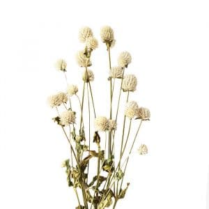 Fleurs séchées de Gomphrena Blanc - Vente fleurs séchées en ligne