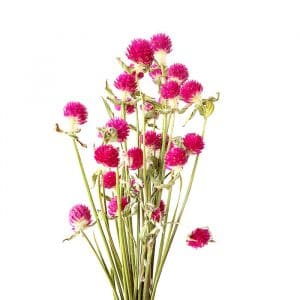 Fleurs séchées de Gomphrena Carmin - Vente fleurs séchées en ligne