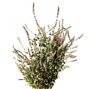 Fleurs de Menthe - Vente fleurs séchées en ligne FRANCE