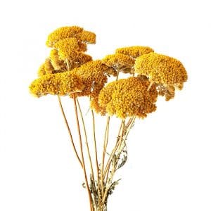 Fleurs séchées Achillée Filipendulina - Vente fleurs séchées FRANCE