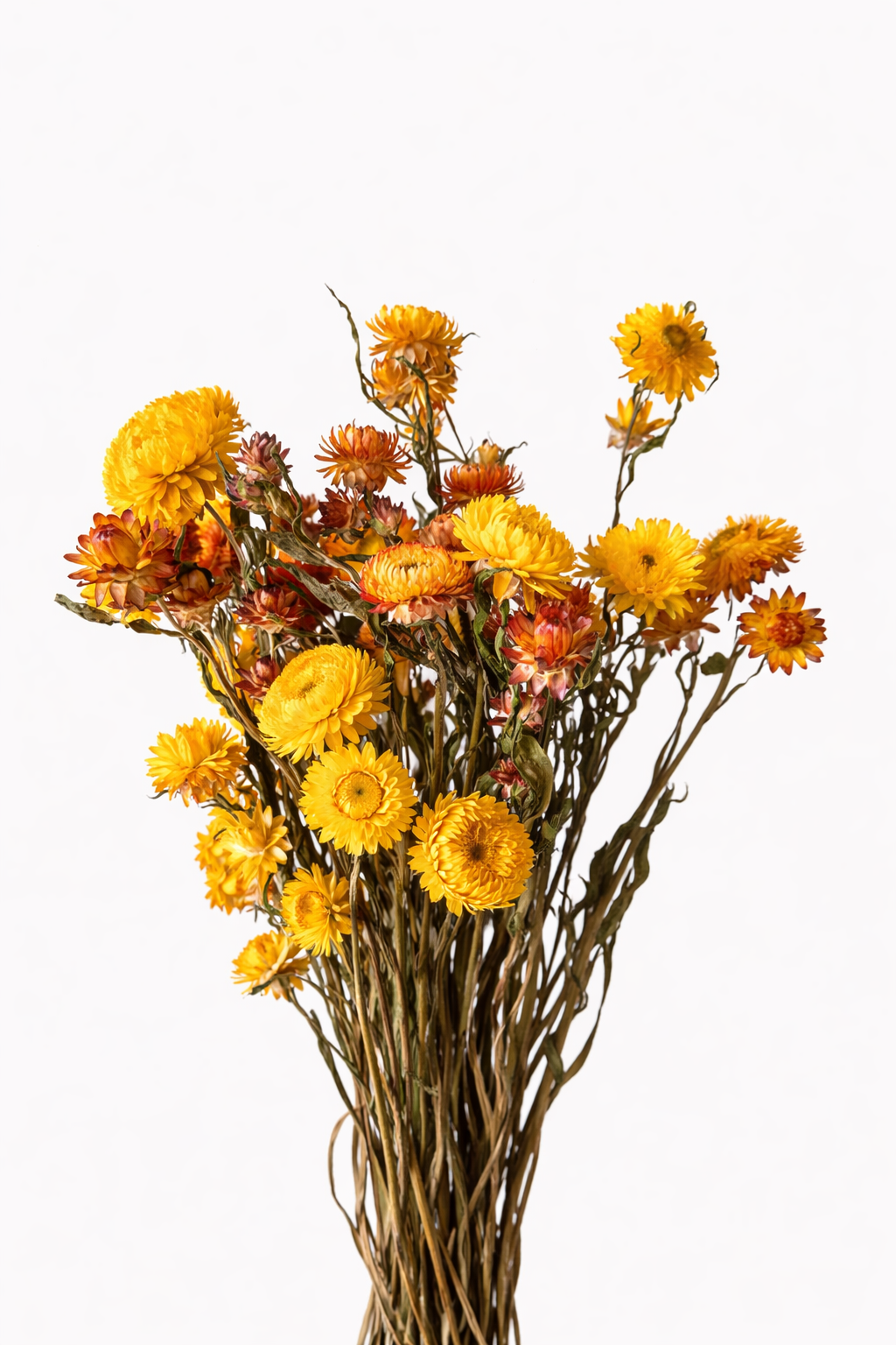 botte-immortelle-jaune