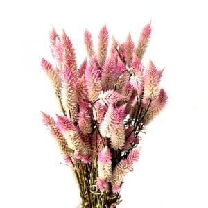 Fleurs séchées Célosie Flamingo Rose - Fleurs séchées en ligne FRANCE