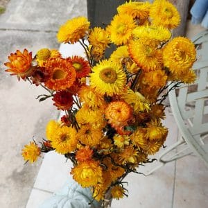 Immortelles à Bractées Mélange Jaune - Fleurs séchées en ligne FRANCE
