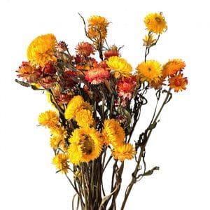 Immortelles à Bractées Mélange Jaune - Fleurs séchées en ligne FRANCE